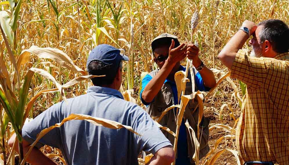 Failed crop in Ethiopia