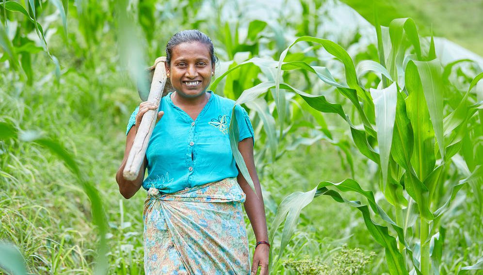 Climate-smart agriculture for enhanced livelihoods and food security in Sri Lanka Photo credit: UNDP Sri Lanka. Walking through the paddy fields of Jabarakanda, deep in the Walapane area of the Nuwara Eliya District, one is met with peace and serenity. Fields of paddy and little pockets of crops such as corn greet your eyes everywhere you look. The sun shines bright and the little streams are plentiful. It is here that Dhammika Jayasekara and her team grow non-chemical produce such as madu koku, hathawariya, brinjals, wattakka dalu, kuura thampala, saarana, bandakka, polos, inguru, and kurakkan piti.