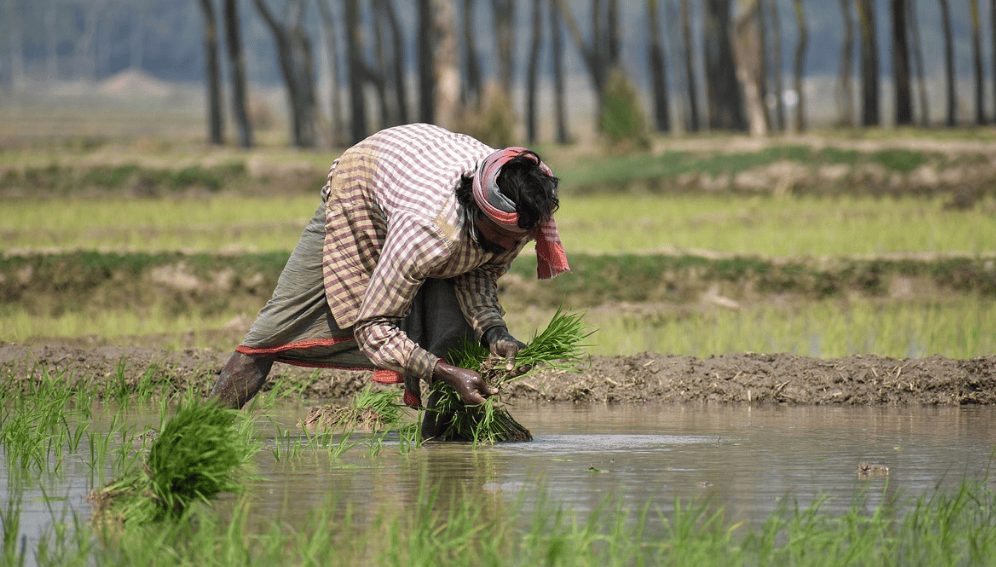Indian rice variety shows promise for people with diabetes