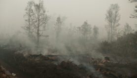 Ozone pollution shrinks tropical forest growth