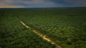 Tree islands ‘restore biodiversity’ in oil palm farms