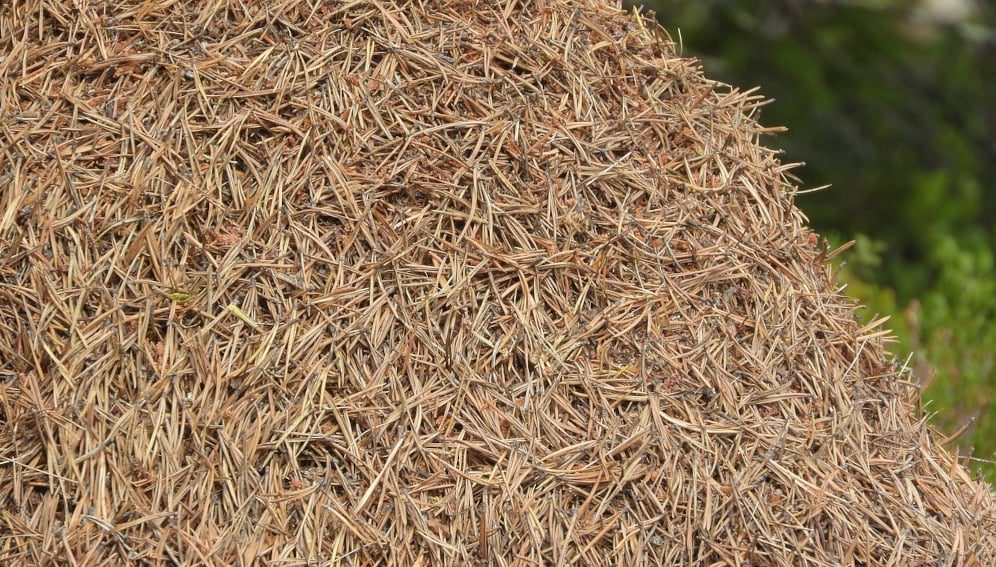pine needles-main