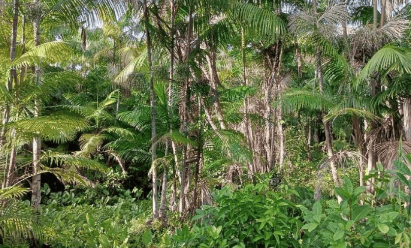 Açaí plantation in Portel, in the Marajó archipelago, Brazil, which uses the minimum impact management strategy. Credit: courtesy of Teofro Lacerda Gomes for SciDev.Net