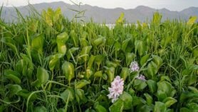 Invasive water hyacinth harnessed for women’s hygiene
