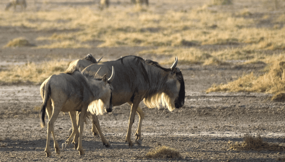 Wildebeest migration and tourism are at risk as urban development increases in Kenya and Tanzania, a study says.